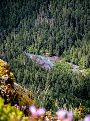 Flowers and grass are blurring the foreground of a view of a river cutting through a forest