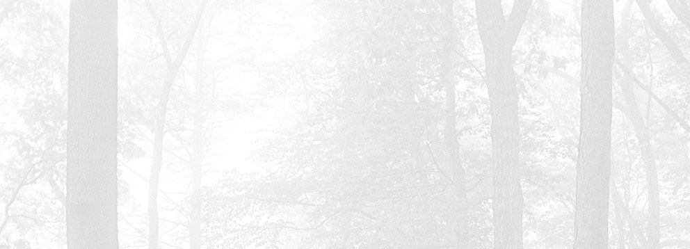 Forest background